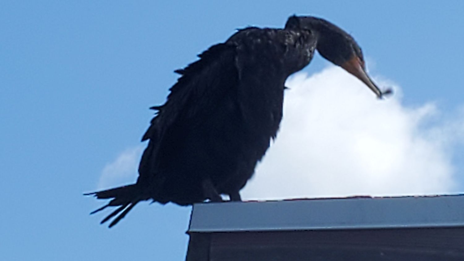 Anhinga Trail 